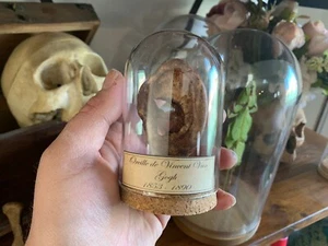 Globe "oreille de Vincent van Gogh Momifiée" / Cabinet de curiosités / Oddities - Afbeelding 1 van 4