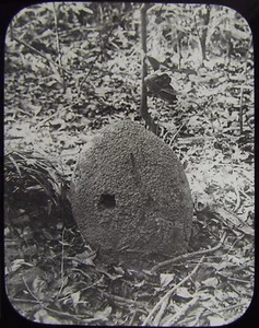 Glass Magic Lantern Slide FLORA & FAUNA NO9 C1890 PHOTO AUSTRALIA SAVILLE-KENT - Picture 1 of 2