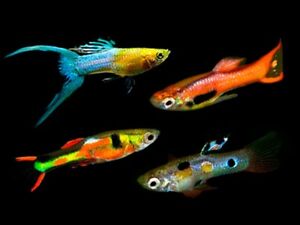 ENDLER GUPPY MALE TROPICAL FISH ASSORTED COLOURS X 5 LIVEBEARER BRIGHT COLOURS