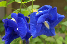 Clitoria ternatea azul doble - guisante mariposa, hada azul, reina azul - 10 semillas