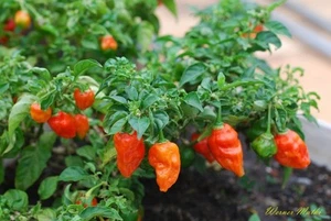 BHUT JOLOKIA * PIMIENTA FANTASMA A GRANEL 100 MÁS CALIENTE DEL MUNDO * 1 MILLÓN DE UNIDADES SCOVILLE - Imagen 1 de 5