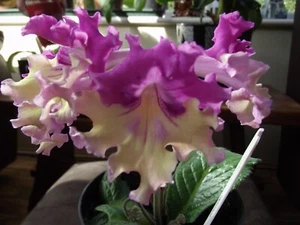 Streptocarpus Nina – stunning Polish variety - Picture 1 of 3