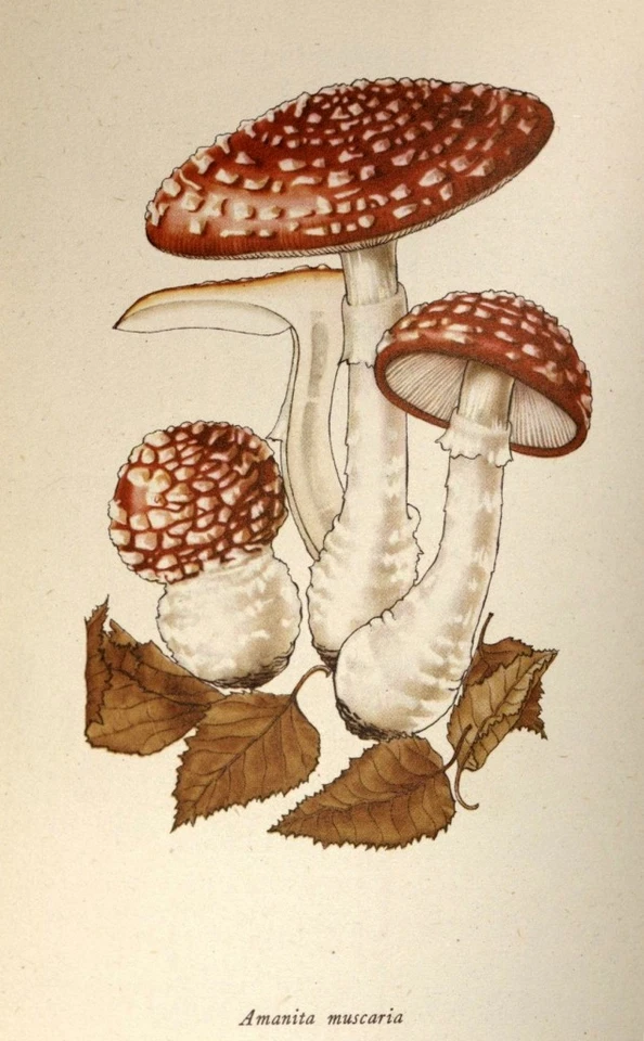Amanita Muscaria – Magic Mushroom – Botanical Print to Frame - Image 1 of 1