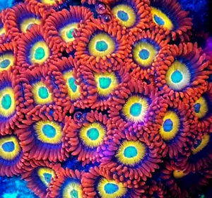 Blue Eyed Blonde ZOA coral frag 2 heads of Blondies on a frag plug - Picture 1 of 2