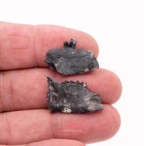 Fósil de conejo y zarigüeya mandíbula Venice Florida 1935 - Imagen 1 de 5