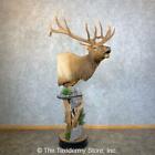 #23954 WC | Rocky Mountain Elk Taxidermy Pedstal Mount For Sale