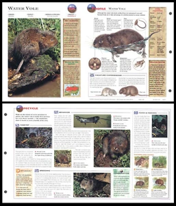 Fold-Out Sheet - Water Vole - 164 - Picture 1 of 1