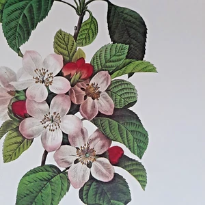 Pierre Joseph Redoute Botanical Flowers FLORES MALI Art Print Plate 109 - Picture 1 of 2