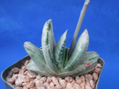 Gasteria Variegada Sakura Fuji Planta Suculenta Rayada Blanco Variegación 3"+ Wd Foto 1 de 4