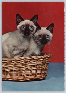Postcard 2 Siamese Cats in a Basket c1962 - Picture 1 of 2
