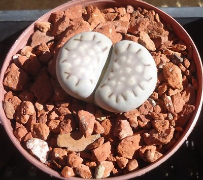Lithops Julii RFulleri Mimicry Succulents - Image 1 of 3