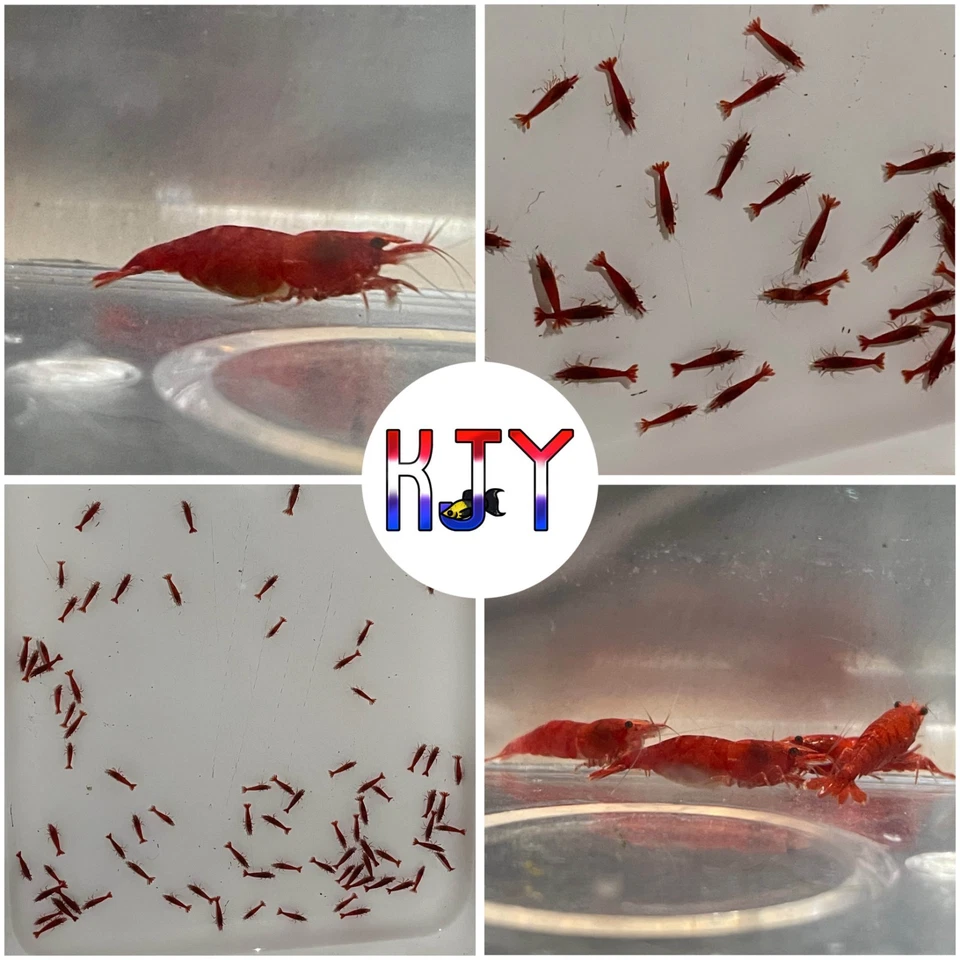 Camarón Neocaridina Red Fire Cherry (100 PK +5 DOA) Foto 1 de 1
