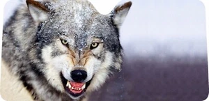Cool Angry Wolf design car window Sun shade , made to order, select your size - Picture 1 of 1