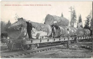 Diamond Match Co.'s Logging Train STIRLING CITY, CA Butte County 1910 Postcard - Picture 1 of 2