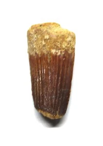 SPINOSAURUS Dinosaur Tooth Fossil 1.573 inch w/ Info Card #17416 3o - Picture 1 of 4