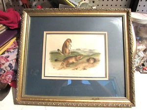 ANTIKER GERAHMTER LITHOGRAPHIEDRUCK JOHN JAMES AUDUBON PRÄRIEHUND MURMELTIER EICHHÖRNCHEN - Bild 1 von 8