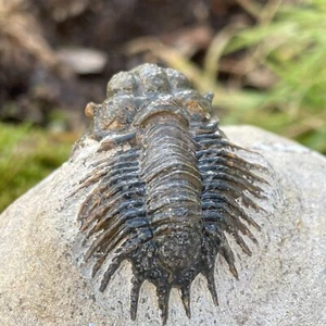 Lichid Trilobite from Morocco Acanthopyge (Lobopyge) bassei - Picture 1 of 11