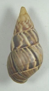 LIGUUS FLAMMELLUS FLAMMELLUS 48.14mm SUPER CHOICE RARE SPECIMEN Viñales, Cuba - Picture 1 of 4