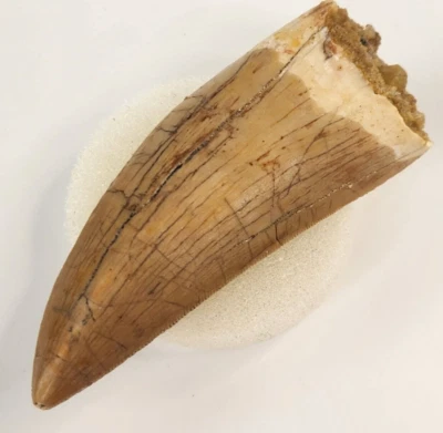 Carcharodontosaurus 2.84" Theropod Dinosaur Tooth - Kem Kem Beds - Morocco  - Image 1 of 4