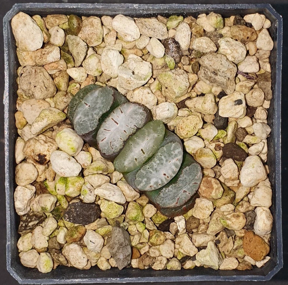 HW100 Haworthia truncata 'White Form' Selected 'White Form' fro, Phyto available - Imagen 1 de 1