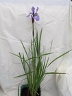 Iris Sibirica Blue Swamp Boggy pond or Border Slim hardy perennial