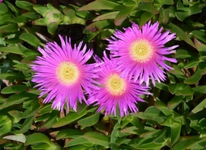 Hottentottenfeige - Hottentot Fig - Carpobrotus deliciosus 10+ Samen Gx 048 - Picture 1 of 1