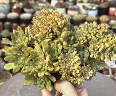 Importada Suculenta Planta Viva Rara Suculenta Decoración del Hogar Echeveria Cresta Luna Roja Foto 1 de 4