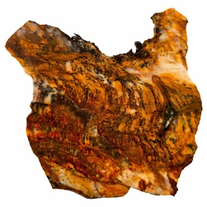 Sattelberg versteinerte Holzplatte - Old Stock Fossil Holz mit Dendriten - Bild 1 von 6