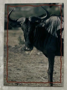 Disney 1994 THE LION KING Series II Trading Card #163 The Wildebeest - Bild 1 von 2