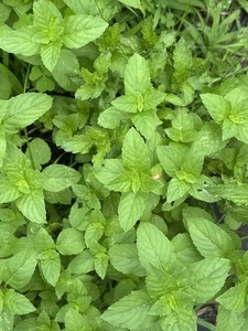 Thyme, Chocolate mint, lavender ,rosemary  live plant non GMO - Picture 1 of 36