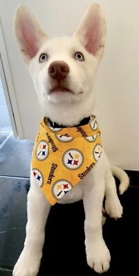 Pañuelo amarillo y negro Pittsburgh Steelers | Pequeño | Para perro pequeño Foto 1 de 4