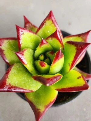 3 Echeveria Succulents 1 Lipstick 1 Agavoides Scarlet Peony 1 Pulidonis Rooted  - Image 1 of 3