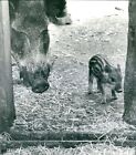 Wild pigs at Skansen - Vintage Photograph 3568789