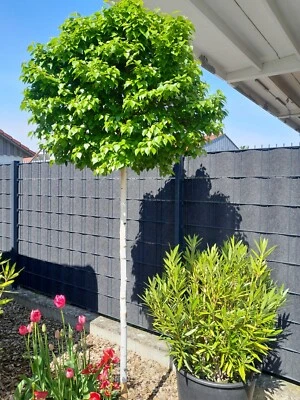 Betula pendula 'Magical Globe' ®, Kugelbirke 140cm, 80-90cm Stamm, Mini Maibaum - Bild 1 von 3