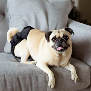 Pet Parents Dog Black Reusable Diaper Washable Cloth Large ~ NEW! - Picture 1 of 6