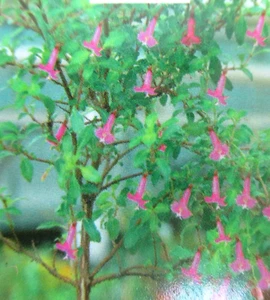 Fuchsie "Oosje", kräftige Pflanze, mini Blüte - Bild 1 von 5