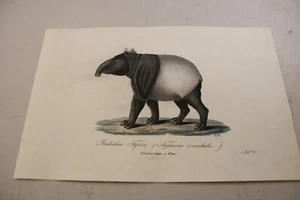 c1816 Antique ANIMAL Color Print / TAPIR, or, MAIBA / Very Scarce - Picture 1 of 1