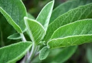 Sage, Broadleaf - Fresh, Hand-packaged and Non-GMO Seeds - Picture 1 of 1