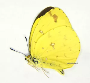 Mariposa/Pieridae sin montar - Eurema floricola floricola, macho, A1/A- - Imagen 1 de 1