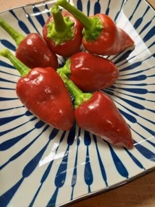 Chili Tap de Corti from Mallorca - 5+ seeds - Samen - Ch 221 - Picture 1 of 1