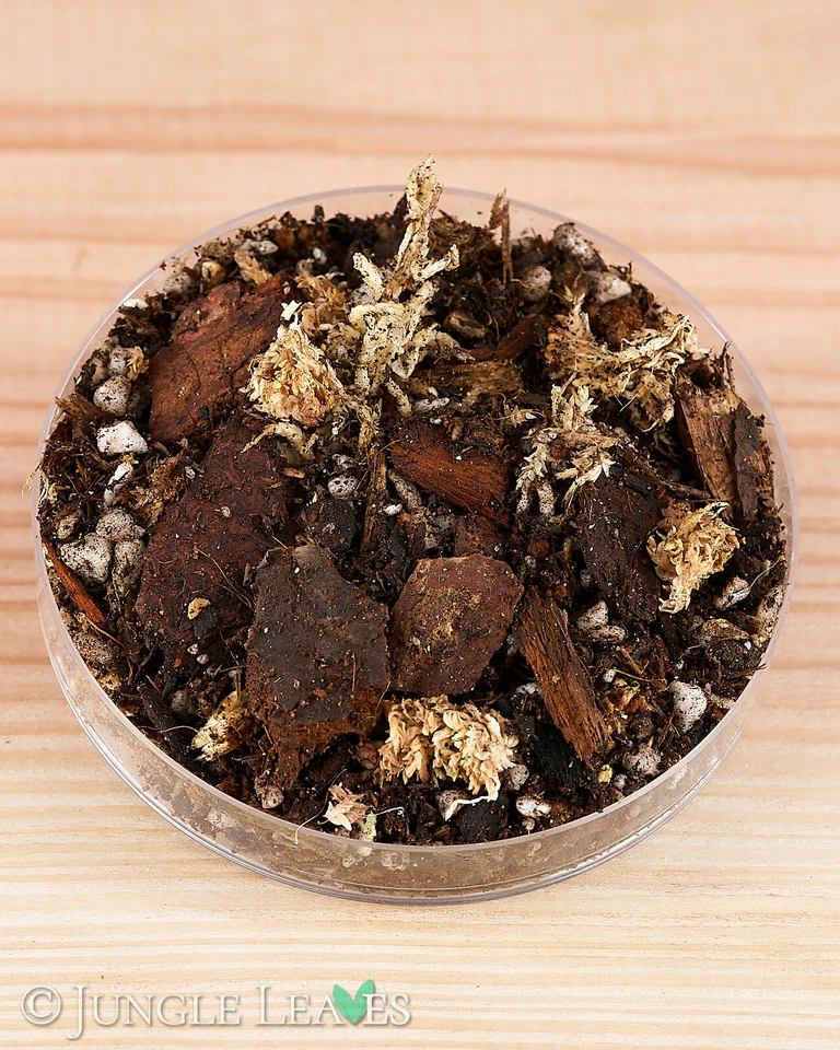 Jungle Leaves Aroid Mix 7,5 L | Spezialsubstrat für Monstera, Philodendron & Co.