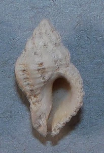 CORALLIOPHILA MEYENDORFFII 21,56 mm SCHÖNES PROBEN Buġibba Bay, Malta - Bild 1 von 2