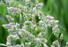 3000 QUICKDRAW ORCHARDGRASS Dactylis Glomerata Sun Shade Bunchgrass Seeds