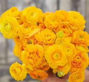 Ranunculus 20 Yellow Quality Bulbs Corms Peony Rose Buttercup Wedding Flowers - Picture 1 of 4
