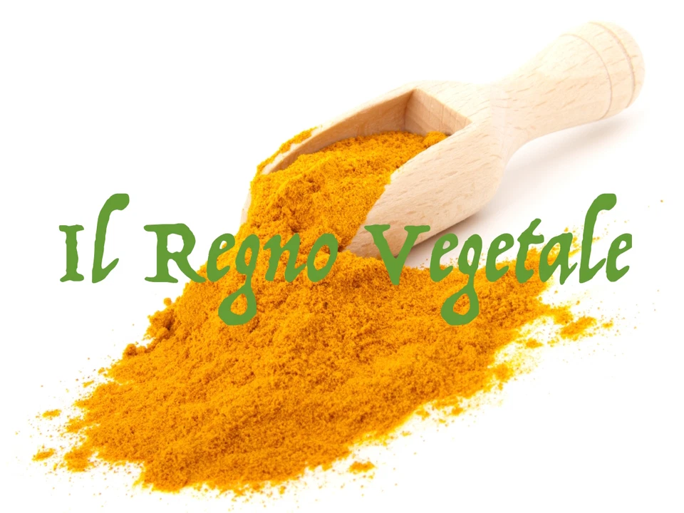 IL REGNO VEGETALE CURCUMA Indiana Rizoma POLVERE PURA 100 g Prima qualità Spezia Salute Cucina