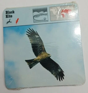 1977 Editions Rencontre S.A. Lausanne Animal Flash Cards Black Kite 24-Pack - Picture 1 of 6
