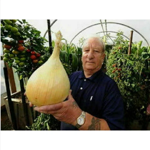 GIANT ONION, 50 SEEDS + FREE - Image 1 of 1