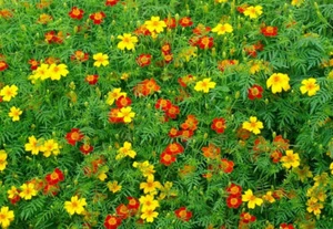 250 Signet Marigold Seeds ‘Starfire Mix’ - Picture 1 of 2