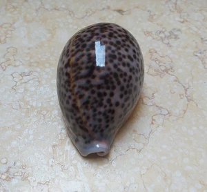 cypraea pantherina red sea shell super natural glossy nice dots 90.4mm F++++F+++ - Picture 1 of 13