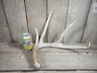 Big Wild IA Whitetail Deer Antler Shed Horn Rack Decor Craft 4 Point Long Beam